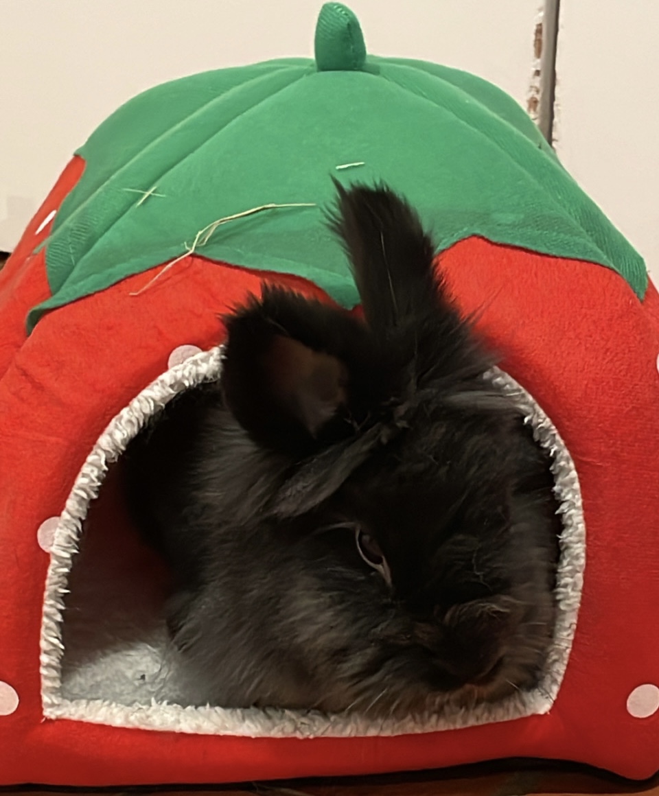 A brown bunny in a red and green animal bed.