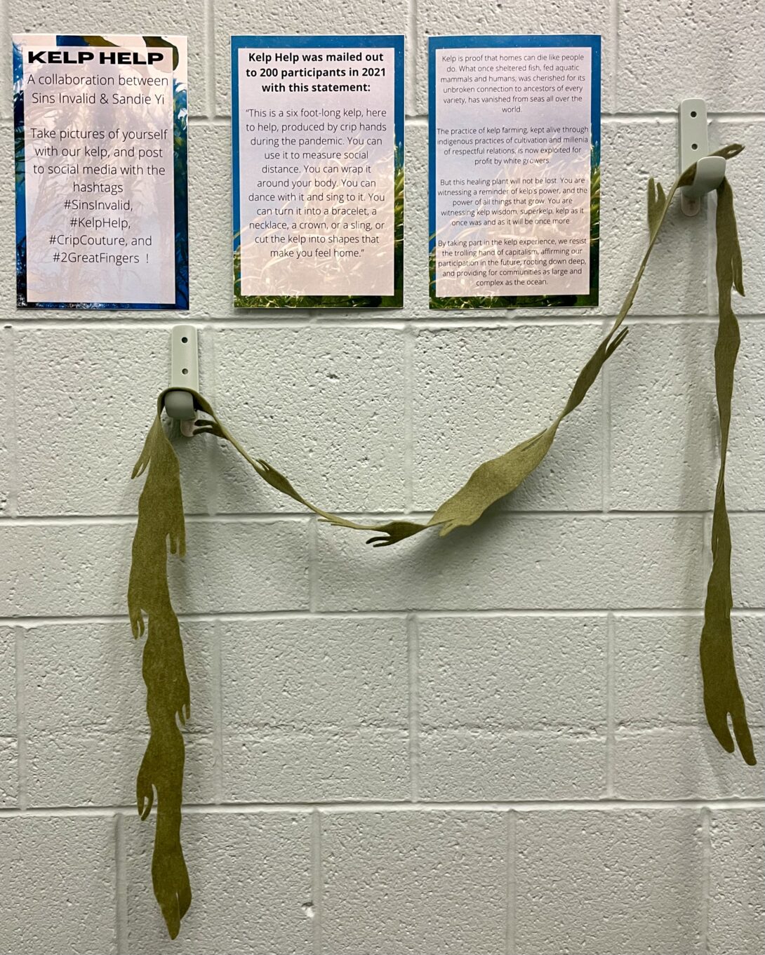 A six foot long piece of  sage green kelp. The kelp is made of felt and hangs across two hooks on a light blue wall. The kelp is meant to resemble the fingers of its creator.