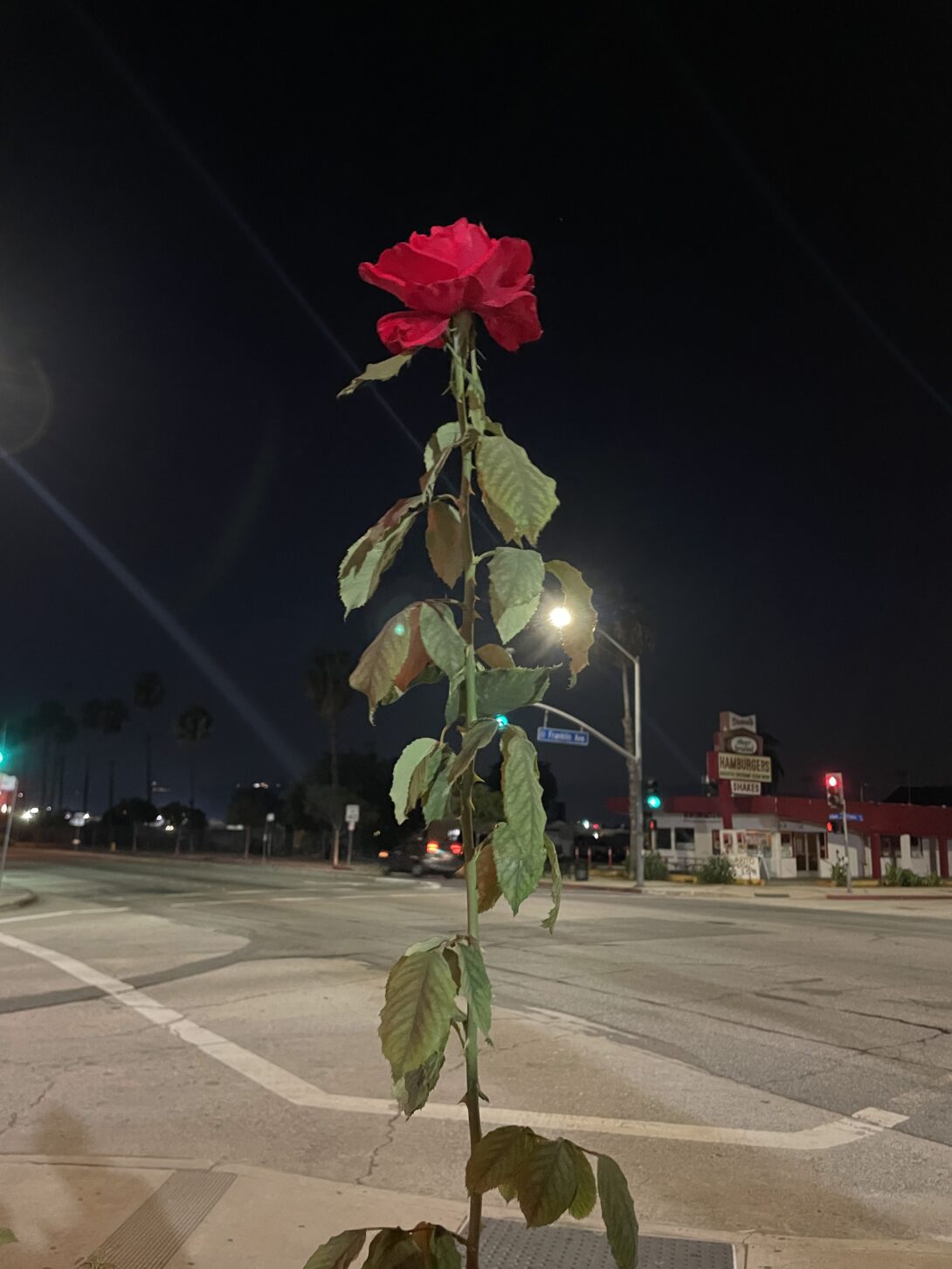 A red rose with a tall stem, studded with lots of dark green leaves and thorns, illuminated by a streetlight against a night sky. The rose is growing on the corner of an empty gray and white street intersection lined with silhouettes of palm trees. Across the intersection is a red-roofed white restaurant with a sign that reads “HAMBURGERS”.