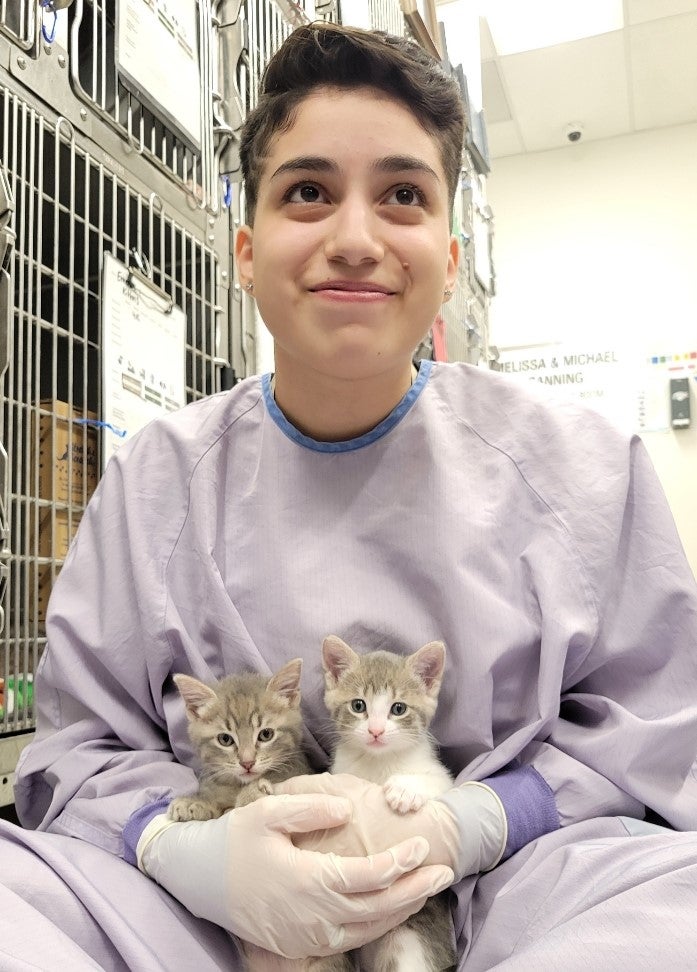 A person holding two grey and white kittens